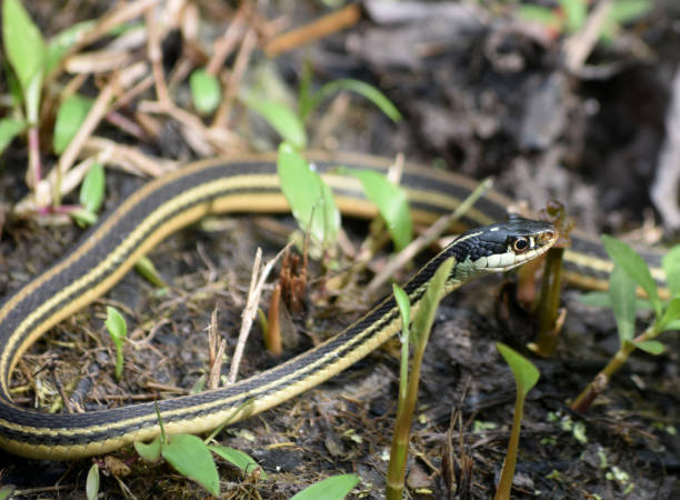 istock Ribbon Snake Winding Around Marshy Area 1145290989