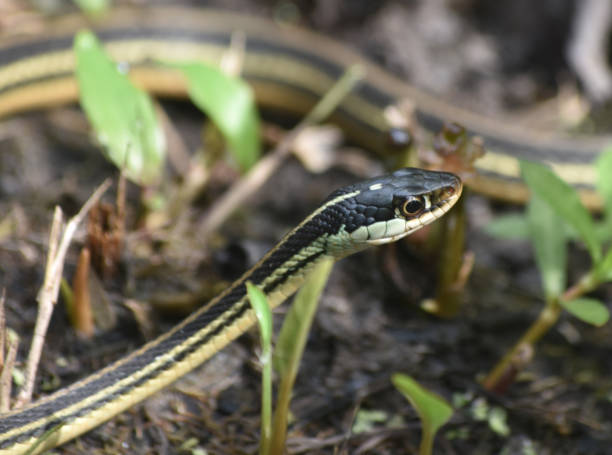 istock Ribbon Snake Winding Around Marshy Area 1145291044