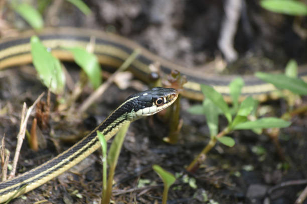 istock Ribbon Snake Winding Around Marshy Area 1145291050