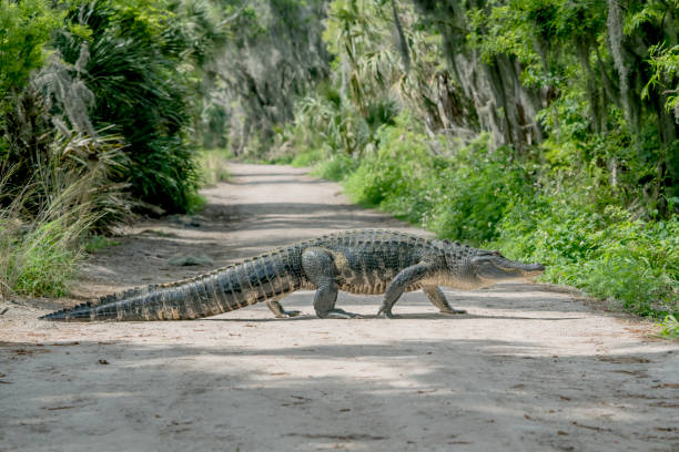 Shark Valley, USA - 9 MAY 2013 - Unidentified tourist on bicycle photographing  american alligator walking accross bicycle path at Shark Valley in the Evergaldes National Park.Shary Valley is a popular tourist destination within the Everglades National Park