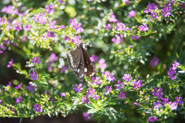 Delicate common crow butterfly pollinating natural purple flowering plant in tropical Darwin, Australia