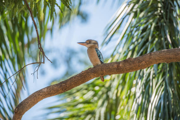 istock Beautiful Blue-winged Kookaburra 1145293550