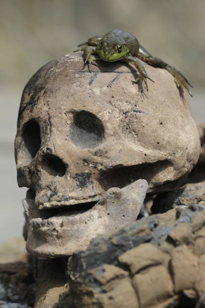 "tú también croak" - vanitas fotografías e imágenes de stock