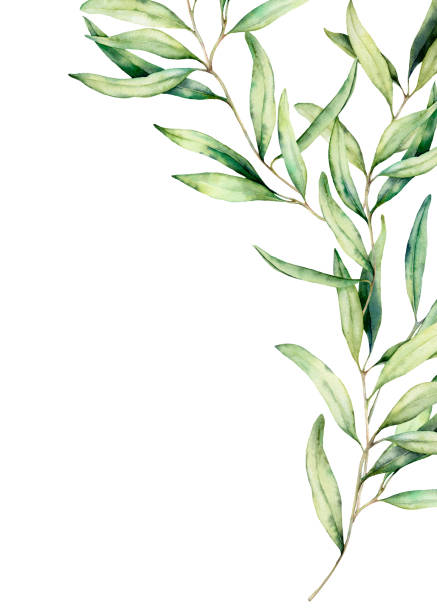 illustrations, cliparts, dessins animés et icônes de carte de branche d’olivier aquarelle avec des feuilles. illustration florale peinte à la main d’isolement sur fond blanc pour la conception, impression, tissu ou fond. - arbre de jade