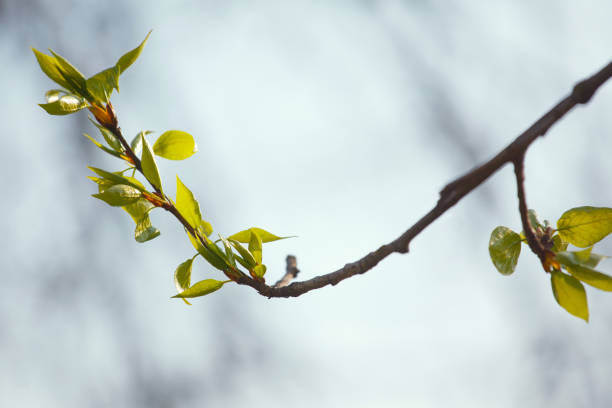 istock The branch with young leaves in spring 1145296108