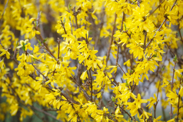 istock Yellow flowers in spring or summer 1145296147