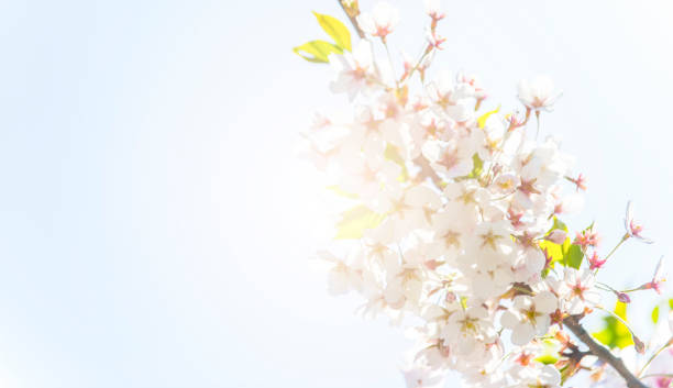 istock Spring border abstract blured background art with pink sakura or cherry blossom. 1145296284