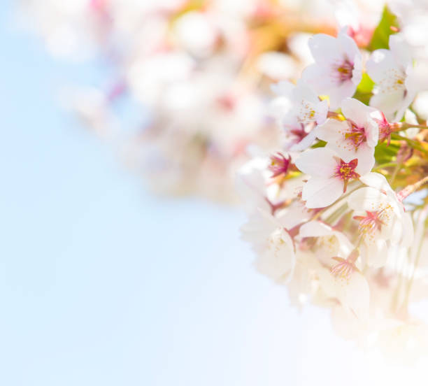 istock Spring border abstract blured background art with pink sakura or cherry blossom. 1145296294