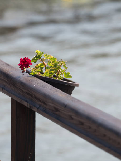 A closeup of a clay flower pot on a wooden fence post.