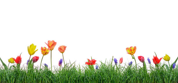 Green grass isolated with tulips flower on white background