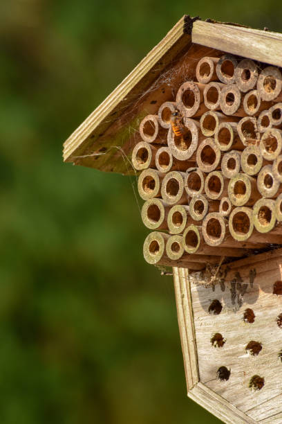 istock Handmade Bamboo Beehive with Stationary Bee 1145298555
