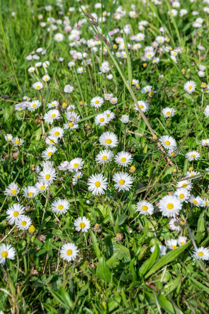 istock Nature,flowers,environment,parks and spring concept. 1145298613
