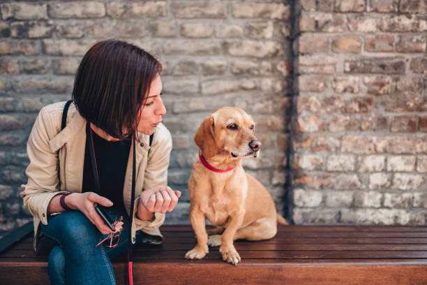 Woman sitting on the bench and talking with her dog stock photo