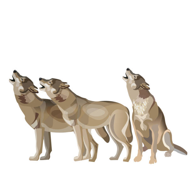 ilustrações de stock, clip art, desenhos animados e ícones de wolf pack howling. - lobo