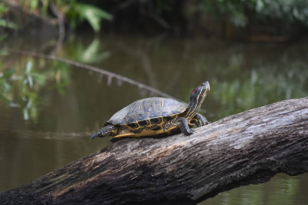 istock Turtle On a Long Log Above a Swamp 1145299728