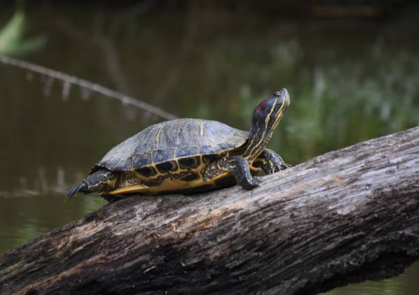 istock Turtle On a Long Log Above a Swamp 1145299731