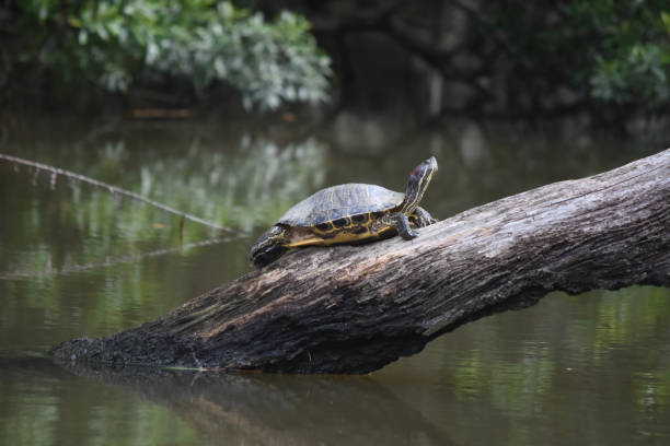 istock Turtle On a Long Log Above a Swamp 1145299735