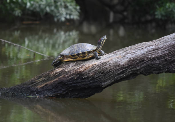 istock Turtle On a Long Log Above a Swamp 1145299756