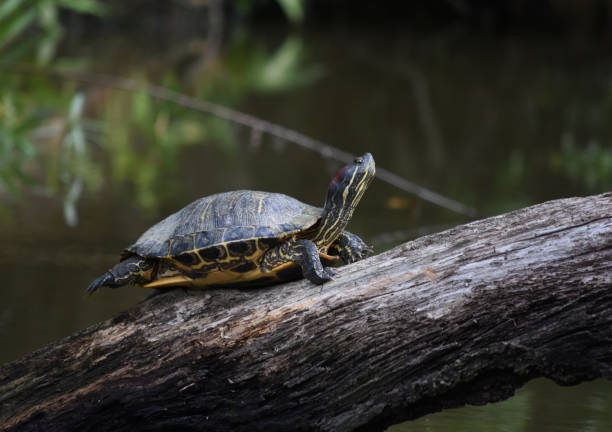 istock Turtle On a Long Log Above a Swamp 1145299757