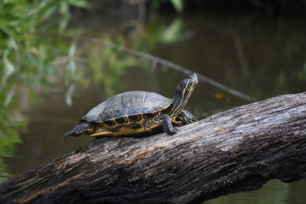 istock Turtle On a Long Log Above a Swamp 1145299766