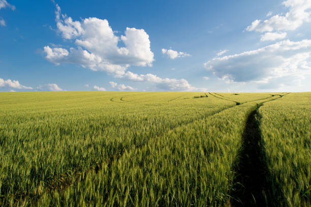 緑の小麦畑と白い雲 - field landscape green wheat ストックフォトと画像