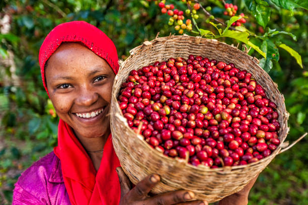 african woman holding basket full of coffee cherries, east africa - etiopia i imagens e fotografias de stock