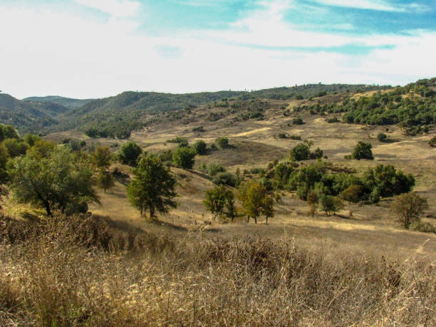 istock Oak Tree Rolling Hills Sparse California Summer Landscape 1145301785