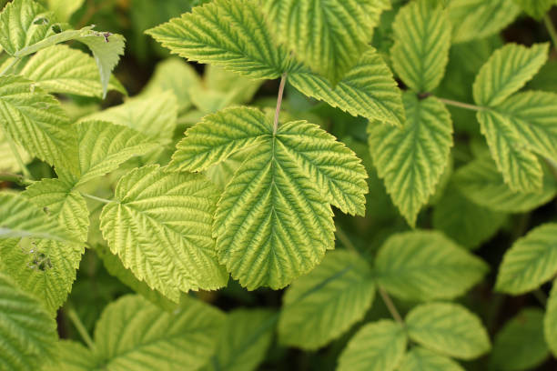 istock Raspberry green foliage on a garden site 1145301797