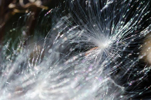 istock Nature Abstract: Elegant White Milkweed Seed Fibers 1145302298