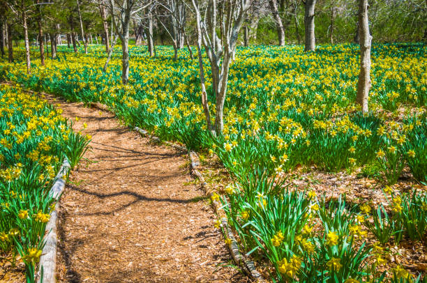 daffodil season - daffodil spring flower new england imagens e fotografias de stock