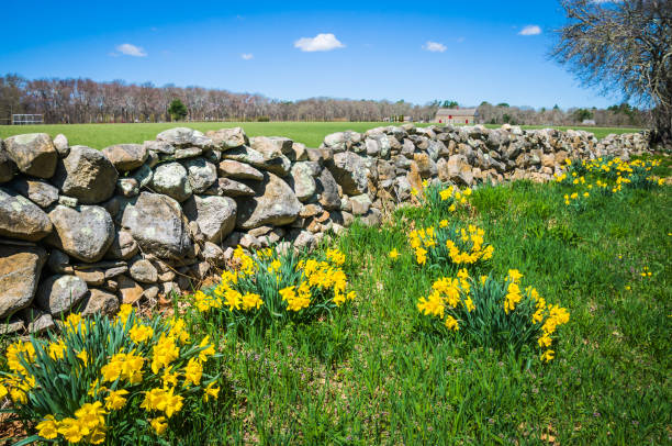 massachusetts fieldstone  wall - daffodil spring flower new england imagens e fotografias de stock