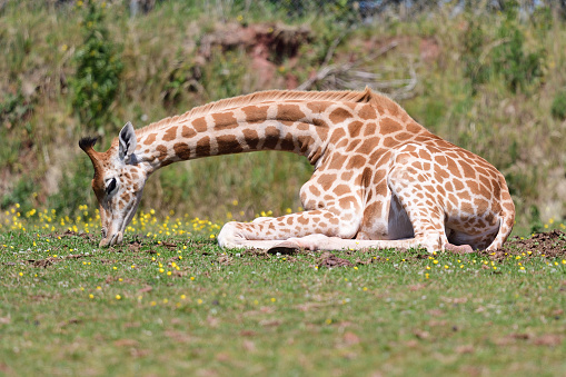Portrait of a Rothschild's giraffe sitting on the grass while grazing