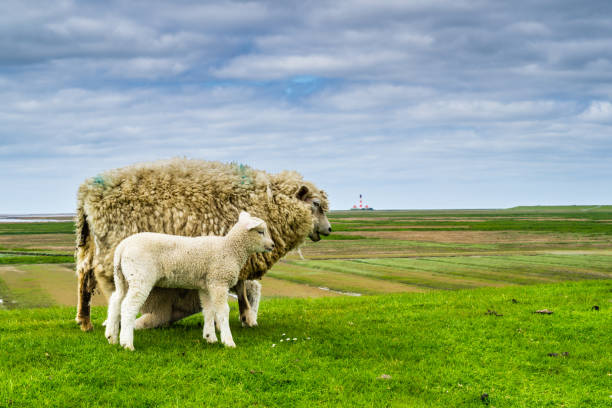 Sheep on a dike on the island of Föhr in Germany, in the Wadden Sea National Park