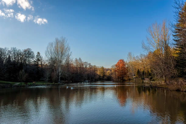 istock Collection of trees alongside a calm lake under blue skies with scattered clouds 1145304884