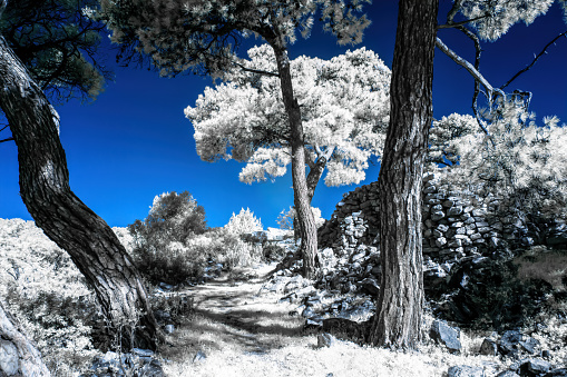 Infrared view of foilage and trees shot with 665 nanometer concerted dedicated camera