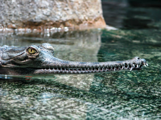 istock Beautiful crocodile with yellow eyes and sharp teeth 1145304955