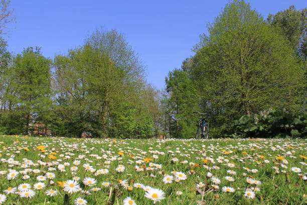 istock a field with daisies and green trees and a blue sky in the background in springtime 1145306517