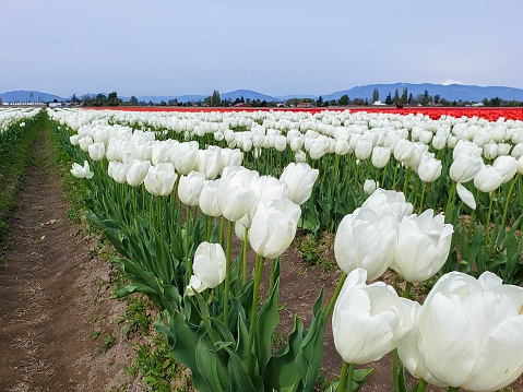 blooming tulip field of flowers