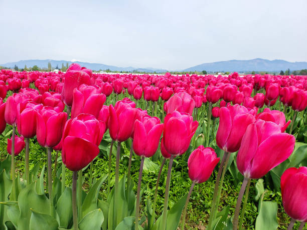 istock blooming tulip field of flowers 1145308687