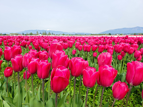 blooming tulip field of flowers