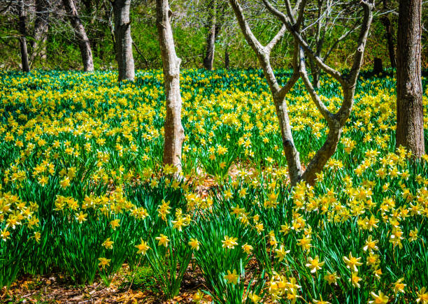 springtime daffodils - daffodil spring flower new england imagens e fotografias de stock