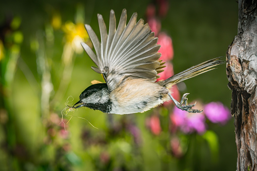 This is a photograph of the moment a chickadee leaving the nest.