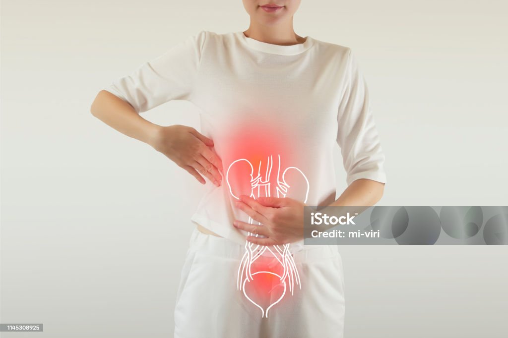 kidneys and bladder drawing colored red Human Female Kidney Anatomy highlighted red on body Cystitis Stock Photo