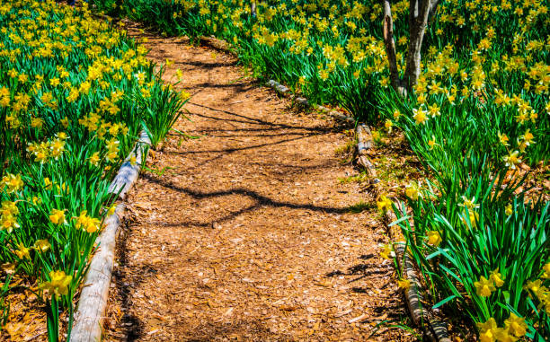 path through the daffodils - daffodil spring flower new england imagens e fotografias de stock