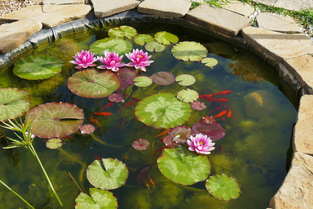 istock red fishes in pond with lotus 1145315193