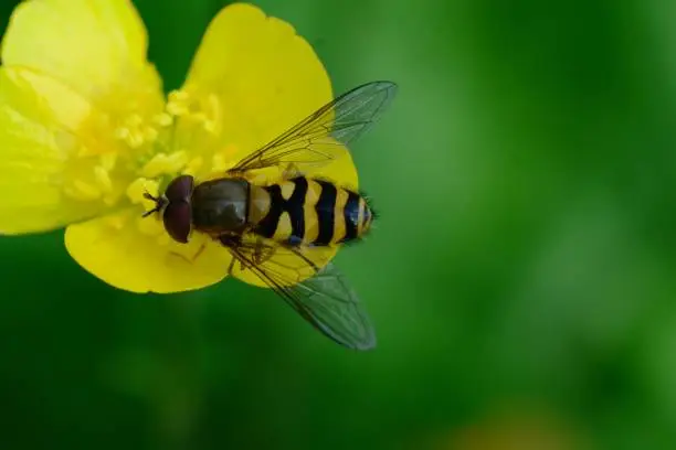 Photo of Hoverfly