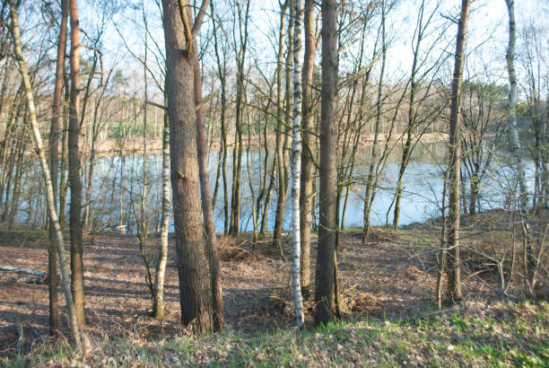 istock A small lake surrounded by trees in the forest 1145316513
