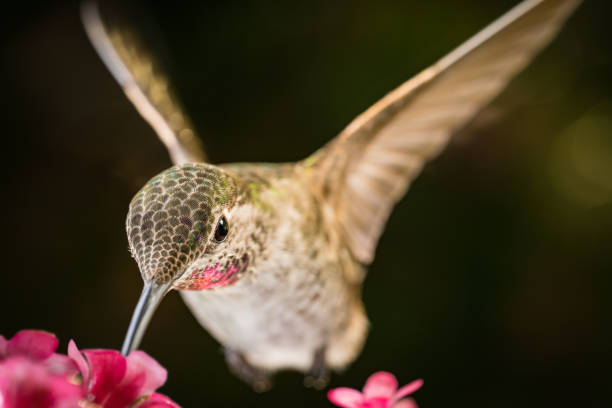 istock Hummingbird visits pink flowers 1145316756