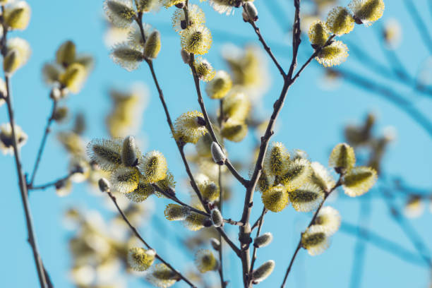 istock Blossoming branch with yellow flowers on sky background. 1145316838