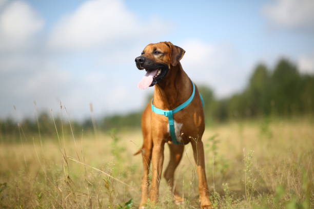 Side view at a rhodesian ridgeback for a walk outdoors on a field